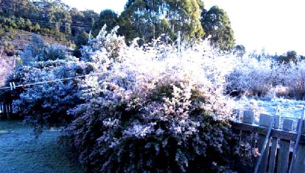 Frosty morning in our front yard